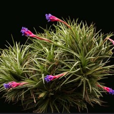 Tillandsia aeranthos - pianta aerea rosa