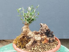 Bonsai olivastro 24x25cmvaso - olivastro,