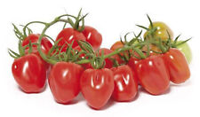 30 semi di pomdoro  Cubello F1