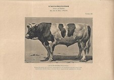 Stampa antica TORO di razza