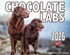 2026 Chocolate Labrador Dog