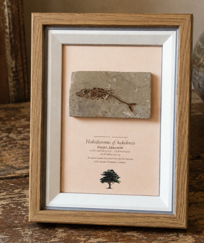 Pesce fossile libanese