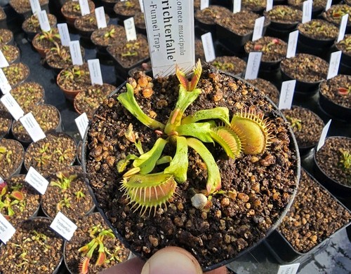 Dionaea muscipula trappola a - muscipula, 'trappola