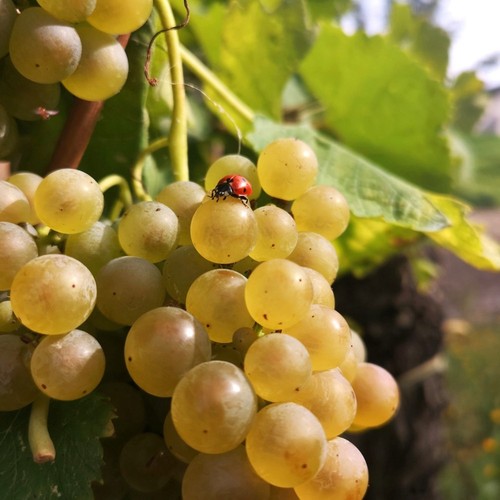 Pianta frutto uva greco - frutto,