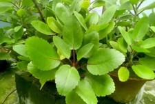 KALANCHOE PINNATA Foglie vive