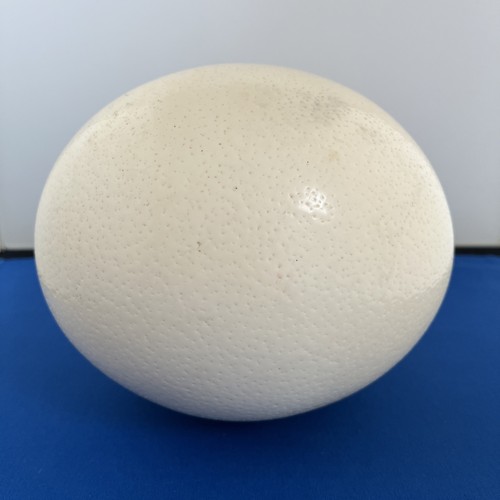 Large ostrich egg approx - ostrich, 18cm