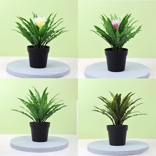Piante bonsai verde vaso - piante,
