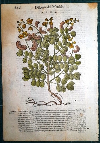 Stampa antica mattioli - stampa,