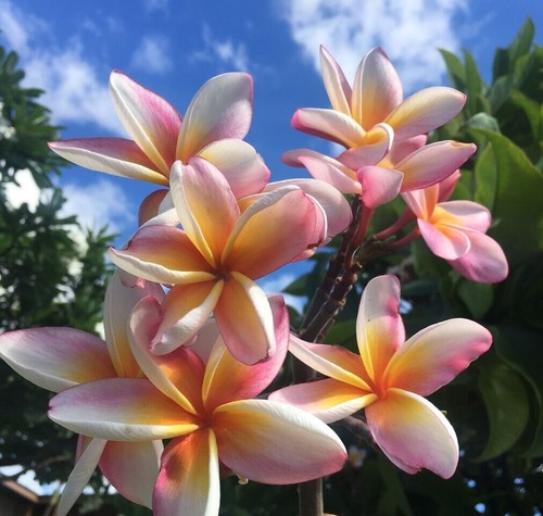 Semi plumeria kapalua - semi,