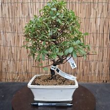 Bonsai di Azalea h 36cm Visita