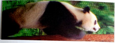 Segnalibro lenticolare