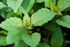 BASILICO ANICE - ANISE BASIL