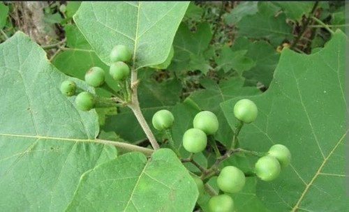 Dried turkey berry leaves - dried, pure