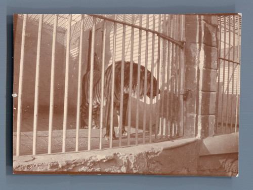 Egypte caire zoo tigre - egypte,, caire,
