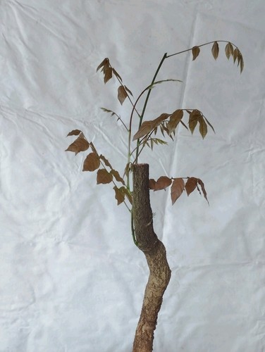 Bonsai glicine 50h - glicine, vaso