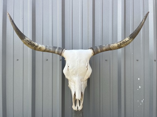Autentico teschio manzo - di,
