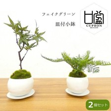 Set bonsai tazza momiji e