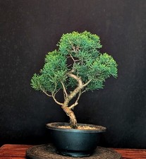 BONSAI DI GINEPRO CINESE JUNIPERUS CHINENSIS OUTDOOR