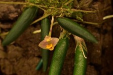 Dendrobium lichenastrum var