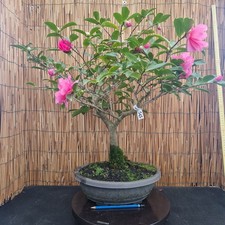 Bonsai di Camelia h 60cm