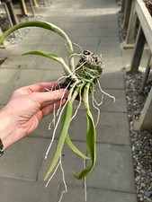 Epidendrum Species falcatum