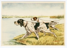 ENGLISH SETTER & POINTER