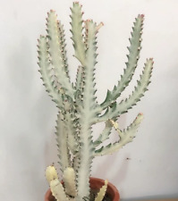 Euphorbia Lactea Drago