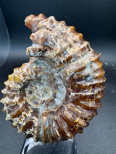 6910 ammonite fossile - ammonite,