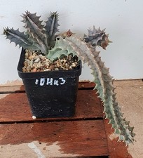 Huernia zebrina (10Hu3)