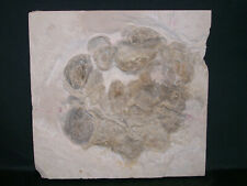 Painte - Ostrea socialis - ostrica - Giura superiore Malm Solnhofen calce lastra 23x22 cm