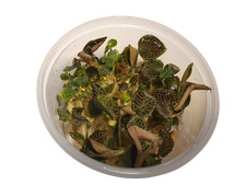 Orchidea gioiello Macodes