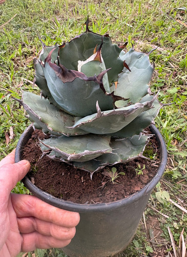 Agave titanota pianta da - pianta,