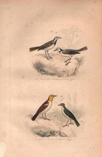 Stampa antica UCCELLI