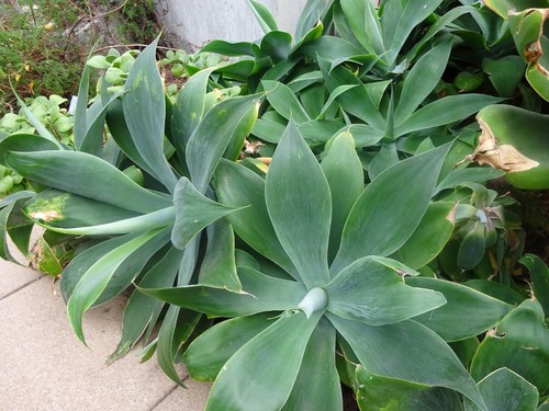 Fuchsschwanz agave - agave,