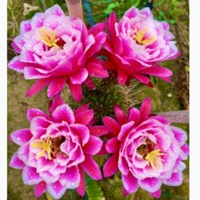 Pianta succulenta cactus - pianta, di