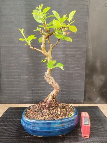 Bonsai melo h 43 cm - di,