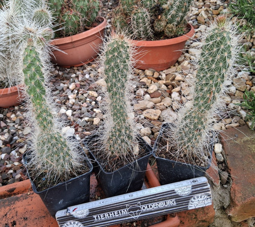 Opuntia polyacantha