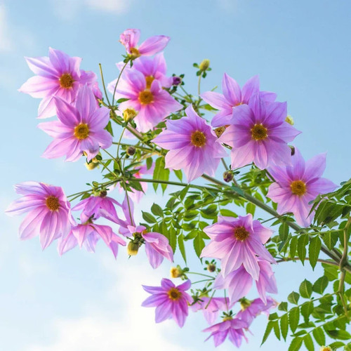 Dahlia imperialis albero di - dahlia,