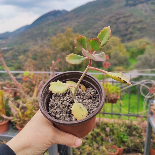 Vaso øcm pianta - vaso, 10