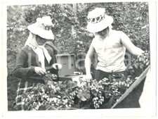 1961 BELTRING The Whitbread Hop Farm - Raccolta del luppolo a tempo di musica