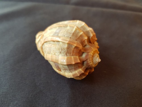 Conchiglia harpa turbo - harpa,