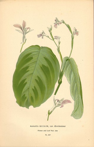 Stampa anni 1890 - , fiori