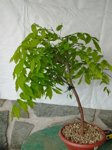 Bonsai glicine cm55x23 in - di,