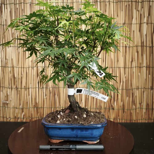 Bonsai acero palmatum verde - bonsai, di