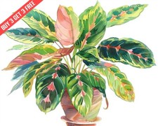  Pianta di preghiera Maranta