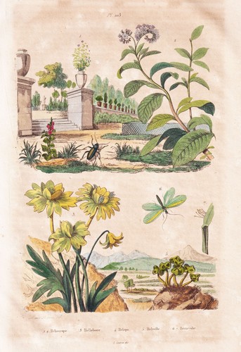Hellebore incisione acciaio - hellebore,