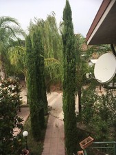 cipressi alti Circa 6 metri