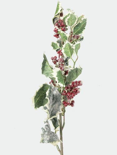 Agrifoglio variegato con - agrifoglio,