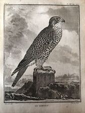 FALCONERIA,ornitologia 1780 Buffon “GIRIFOALCO”