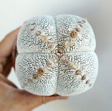 Astrophytum cv ONZUKA